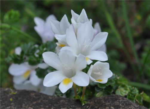 Freesia leichtlinii subsp. alba
